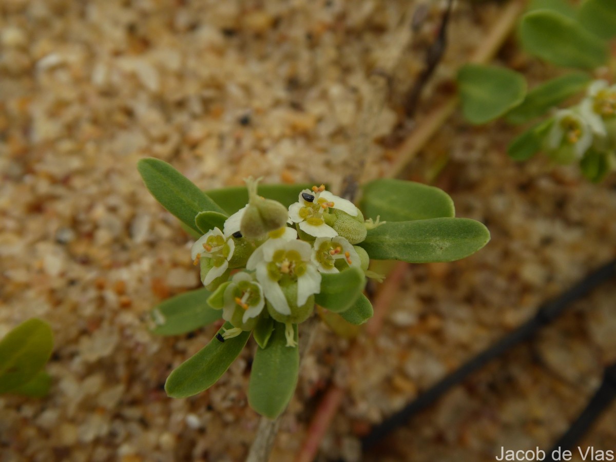 Euphorbia rosea Retz.